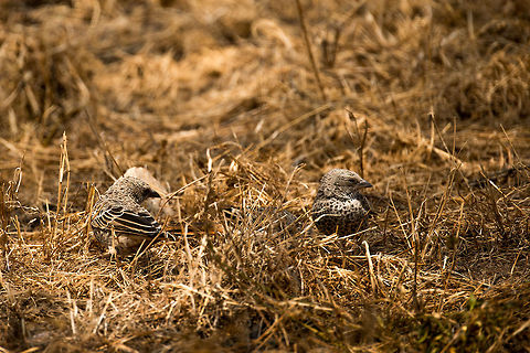 Rufous-tailed Weaver