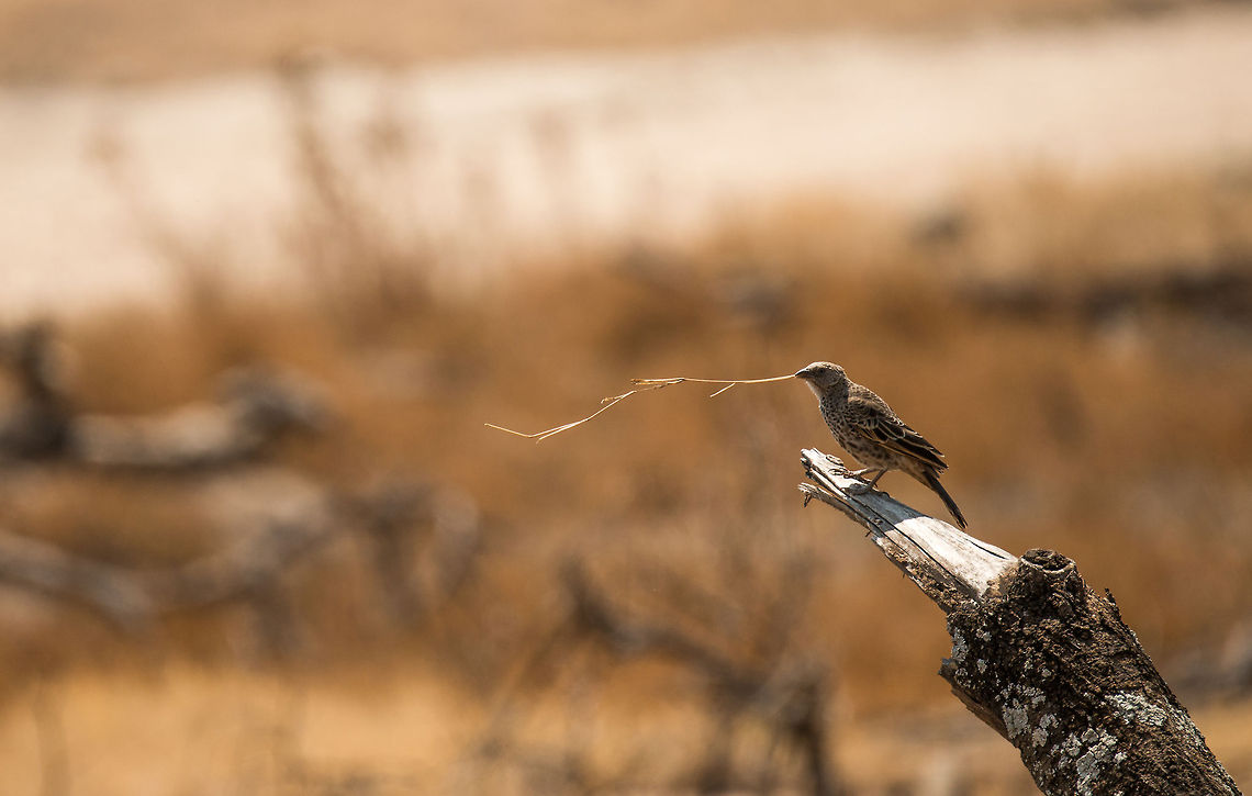 Size matters A Rufous-tailed weaver is collecting twigs to build a nest, but not just any twig. It must pass quality control. Photographed in Serengeti NP, Tanzania. Africa,Histurgops ruficaudus,Rufous-tailed Weaver,Serengeti Central,Serengeti National Park,Serengeti area,Tanzania