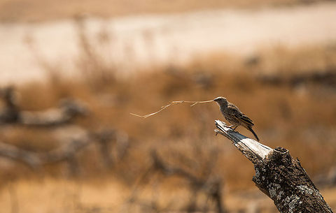 Size matters A Rufous-tailed weaver is collecting twigs to build a nest, but not just any twig. It must pass quality control. Photographed in Serengeti NP, Tanzania. Africa,Histurgops ruficaudus,Rufous-tailed Weaver,Serengeti Central,Serengeti National Park,Serengeti area,Tanzania