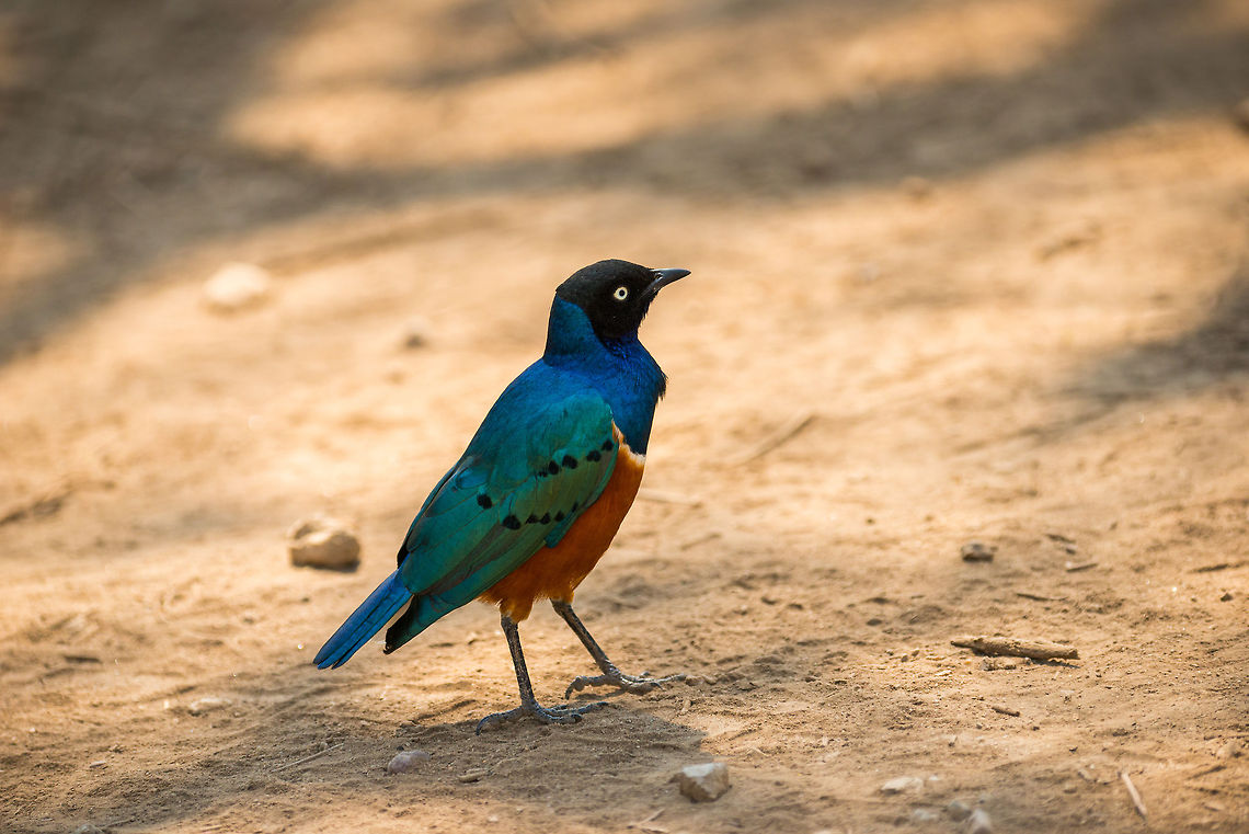 Superb starling on Serengeti path  Africa,Lamprotornis superbus,Serengeti Central,Serengeti National Park,Serengeti area,Superb Starling,Tanzania