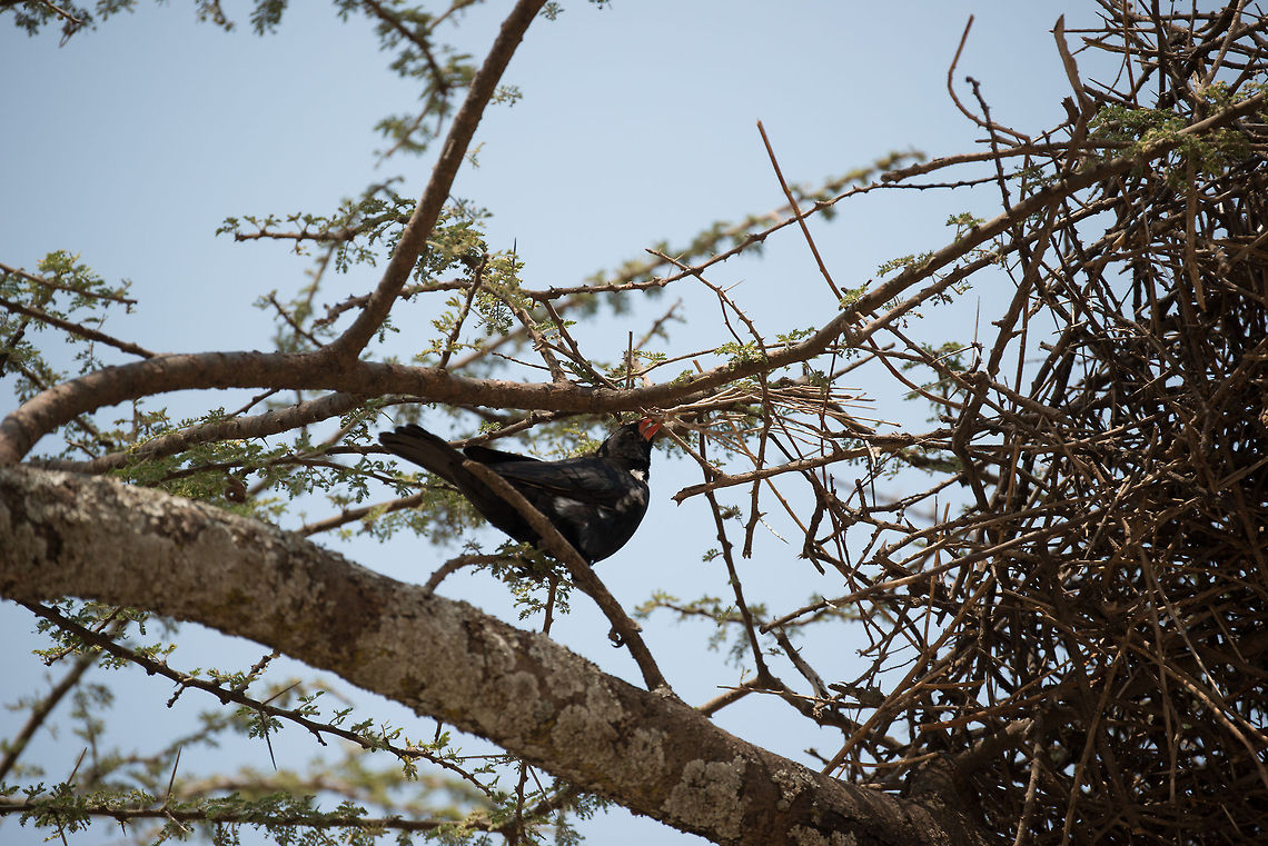 Red-billed Buffalo Weaver breaking thick twigs in Serengeti, Tanzania Not a great composition, but I want to share the behavior of this weaver, not just collecting twigs, but also breaking pretty thick ones from alive trees. Africa,Bubalornis niger,Red-billed Buffalo Weaver,Serengeti Central,Serengeti National Park,Serengeti area,Tanzania
