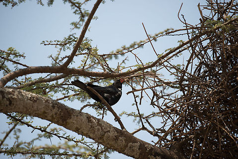 Red-billed Buffalo Weaver breaking thick twigs in Serengeti, Tanzania Not a great composition, but I want to share the behavior of this weaver, not just collecting twigs, but also breaking pretty thick ones from alive trees. Africa,Bubalornis niger,Red-billed Buffalo Weaver,Serengeti Central,Serengeti National Park,Serengeti area,Tanzania