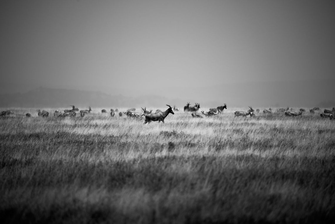Topi on Serengeti plains, B&W  Africa,Damaliscus korrigum,Serengeti Central,Serengeti National Park,Serengeti area,Tanzania,Topi