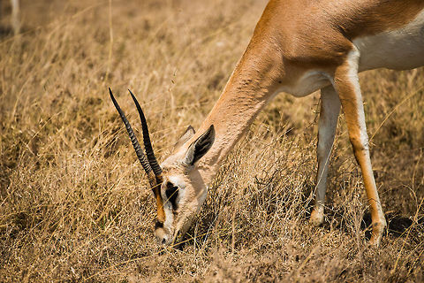 Tommy feeding (closeup), Serengeti NP, Tanzania  Africa,Eudorcas thomsonii,Serengeti Central,Serengeti National Park,Serengeti area,Tanzania,Thomsons gazelle