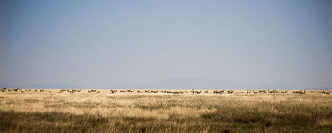 Large Tommy herd in Serengeti NP, Tanzania Only a minute after driving through the Serengeti NP gate, we were overwhelmed once again by the amazing numbers of mammals to be found in Tanzania. This is a large herd of Thomson's gazelles, with at least one Topi included. Africa,Eudorcas thomsonii,Serengeti Central,Serengeti National Park,Serengeti area,Tanzania,Thomsons gazelle