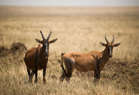 Topi pair closeup, Serengeti plains, Tanzania Our first closeup encounter with Topis. They look a lot like Hartebeests, yet have a darker face and slightly different horns. Africa,Damaliscus korrigum,Serengeti Central,Serengeti National Park,Serengeti area,Tanzania,Topi