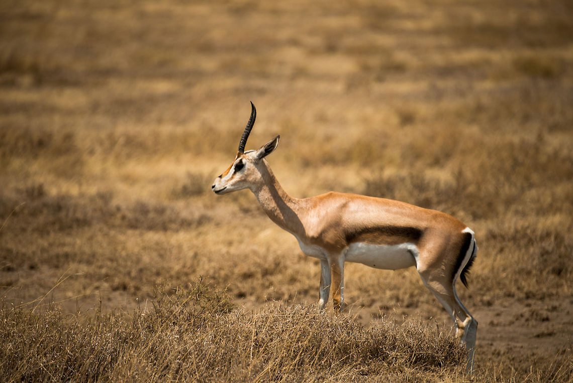 Tommy on mound in Serengeti NP, Tanzania  Africa,Eudorcas thomsonii,Serengeti Central,Serengeti National Park,Serengeti area,Tanzania,Thomsons gazelle