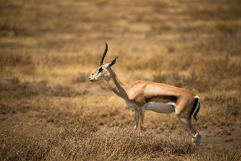 Tommy on mound in Serengeti NP, Tanzania  Africa,Eudorcas thomsonii,Serengeti Central,Serengeti National Park,Serengeti area,Tanzania,Thomsons gazelle