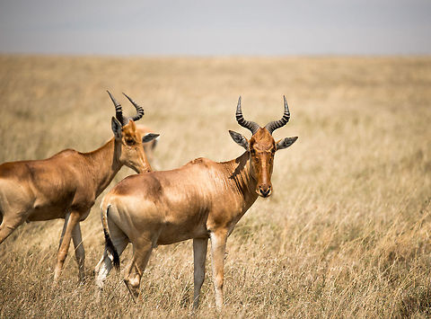 Hartebeest pair on Serengeti plains, Tanzania  Africa,Alcelaphus buselaphus cokii,Cokes Hartebeest,Serengeti Central,Serengeti National Park,Serengeti area,Tanzania