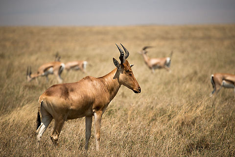 Hartebeest side view on Serengeti plains, Tanzania Tommys in the back. Africa,Alcelaphus buselaphus cokii,Cokes Hartebeest,Serengeti Central,Serengeti National Park,Serengeti area,Tanzania