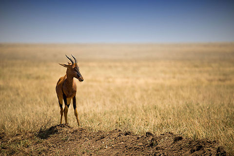 Topi youngster on Serengeti plains, Tanzania This Topi is in the most dangerous stage of its life. In the background you can see the flatness of the Serengeti plains.  Africa,Damaliscus korrigum,Serengeti Central,Serengeti National Park,Serengeti area,Tanzania,Topi