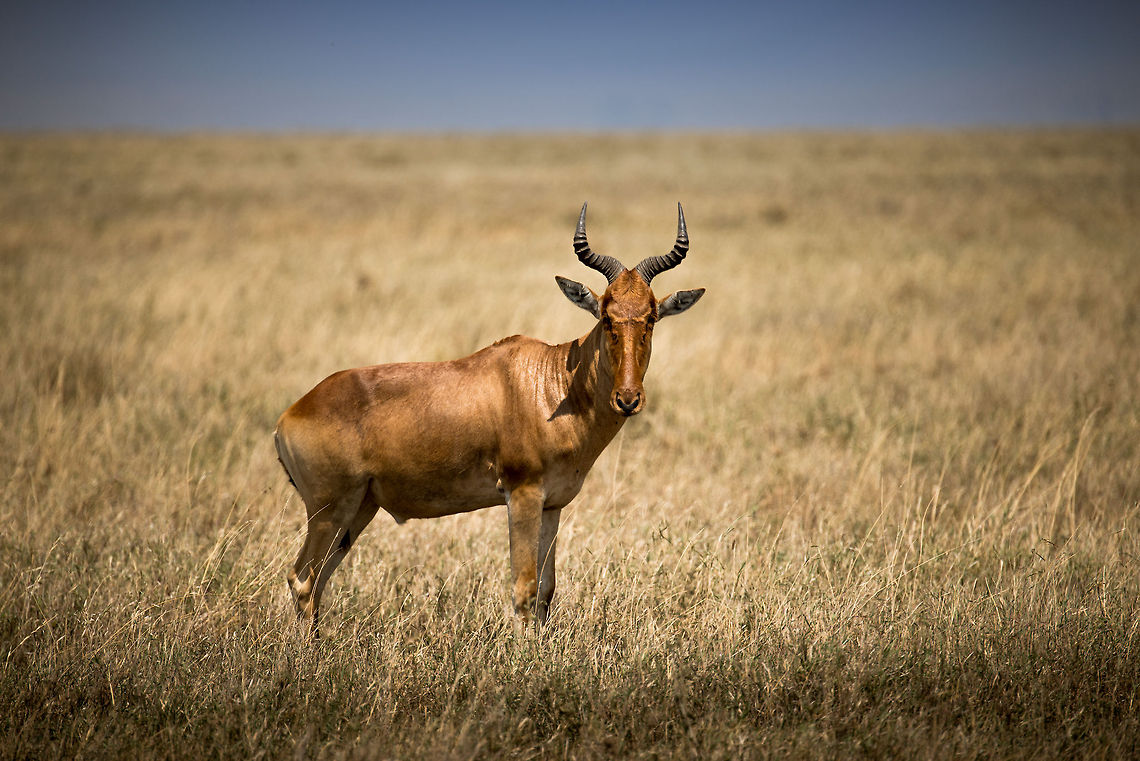 Hartebeest full body view on Serengeti plains  Africa,Alcelaphus buselaphus cokii,Cokes Hartebeest,Serengeti Central,Serengeti National Park,Serengeti area,Tanzania