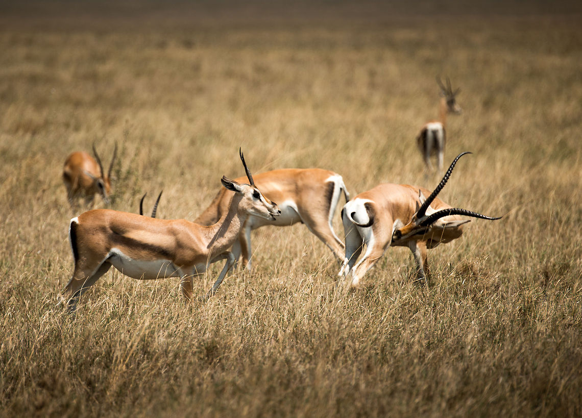 Thomsons gazelles male and female, Serengeti, Tanzania You can almost hear her say: &quot;stop licking your ***, we&#039;re on camera&quot;. Africa,Eudorcas thomsonii,Serengeti Central,Serengeti National Park,Serengeti area,Tanzania,Thomsons gazelle