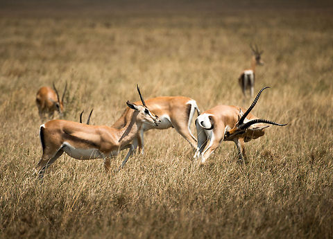 Thomsons gazelles male and female, Serengeti, Tanzania You can almost hear her say: "stop licking your ***, we're on camera". Africa,Eudorcas thomsonii,Serengeti Central,Serengeti National Park,Serengeti area,Tanzania,Thomsons gazelle