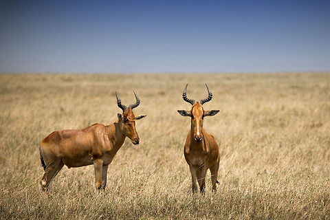 Why the long face? Two Hartebeests in the Serengeti, Tanzania. Africa,Alcelaphus buselaphus cokii,Cokes Hartebeest,Serengeti Central,Serengeti National Park,Serengeti area,Tanzania