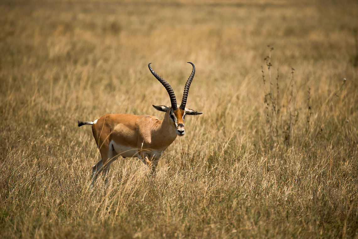 Male Tommy, Serengeti, Tanzania  Africa,Eudorcas thomsonii,Serengeti Central,Serengeti National Park,Serengeti area,Tanzania,Thomsons gazelle