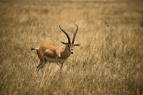 Male Tommy, Serengeti, Tanzania  Africa,Eudorcas thomsonii,Serengeti Central,Serengeti National Park,Serengeti area,Tanzania,Thomsons gazelle