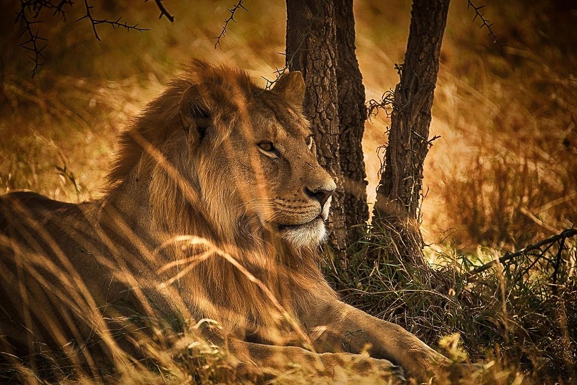 Master of the Serengeti We were very lucky with this spotting. Only a few minutes into Serengeti National Park, this male lion was resting in the shade of an Acacia tree, very close towards the dirt road. Lion sightings are quite common in the Serengeti, but up close ones like these require luck. <br />
<br />
Spending a few minutes in his presence is humbling, just like our house cat it demands respect. During the whole time he did not make eye contact for one second, treating us as if we were not even there.<br />
<br />
Rangers could probably easily name this lion, they are typically recognized by their scars, but also by the unique pattern of their whiskers. Africa,Lion,Panthera leo,Serengeti Central,Serengeti National Park,Serengeti area,Tanzania