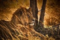 Master of the Serengeti We were very lucky with this spotting. Only a few minutes into Serengeti National Park, this male lion was resting in the shade of an Acacia tree, very close towards the dirt road. Lion sightings are quite common in the Serengeti, but up close ones like these require luck. <br />
<br />
Spending a few minutes in his presence is humbling, just like our house cat it demands respect. During the whole time he did not make eye contact for one second, treating us as if we were not even there.<br />
<br />
Rangers could probably easily name this lion, they are typically recognized by their scars, but also by the unique pattern of their whiskers. Africa,Lion,Panthera leo,Serengeti Central,Serengeti National Park,Serengeti area,Tanzania