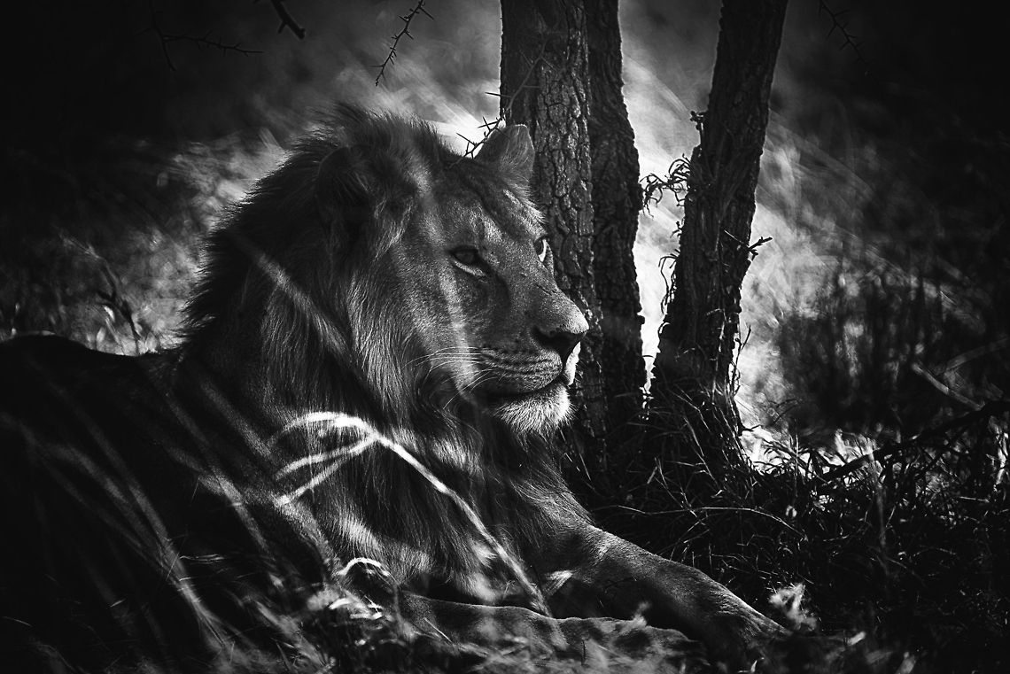 Master of the Serengeti - B&W edition  Africa,Lion,Panthera leo,Serengeti Central,Serengeti National Park,Serengeti area,Tanzania