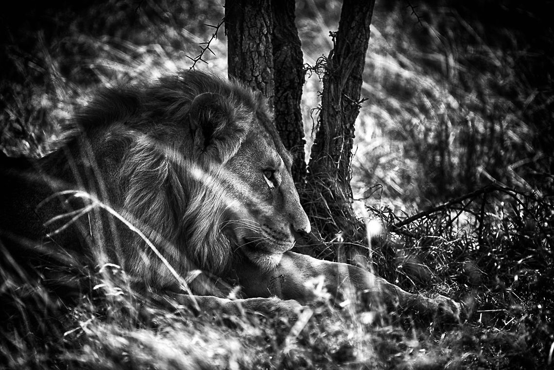 Male lion in the Serengeti, Tanzania  Africa,Lion,Panthera leo,Serengeti Central,Serengeti National Park,Serengeti area,Tanzania