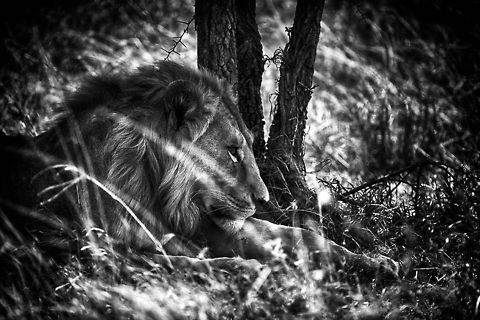 Male lion in the Serengeti, Tanzania  Africa,Lion,Panthera leo,Serengeti Central,Serengeti National Park,Serengeti area,Tanzania