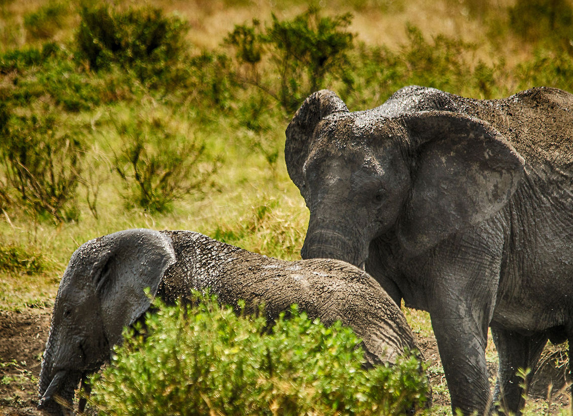 African Elephants after a mud bath, Serengeti, Tanzania  Africa,African bush elephant,Loxodonta africana,Serengeti Central,Serengeti National Park,Serengeti area,Tanzania
