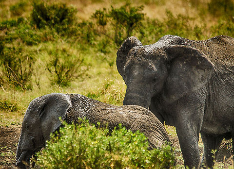 African Elephants after a mud bath, Serengeti, Tanzania  Africa,African bush elephant,Loxodonta africana,Serengeti Central,Serengeti National Park,Serengeti area,Tanzania