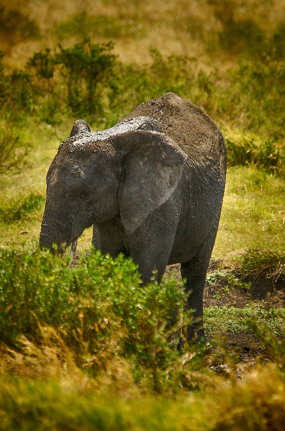 Young African Bush elephant after a mud bath, Serengeti, Tanzania  Africa,African bush elephant,Loxodonta africana,Serengeti Central,Serengeti National Park,Serengeti area,Tanzania