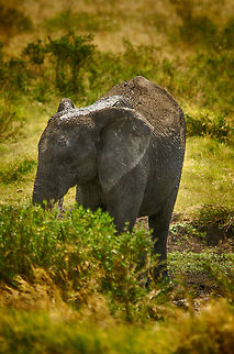 Young African Bush elephant after a mud bath, Serengeti, Tanzania  Africa,African bush elephant,Loxodonta africana,Serengeti Central,Serengeti National Park,Serengeti area,Tanzania