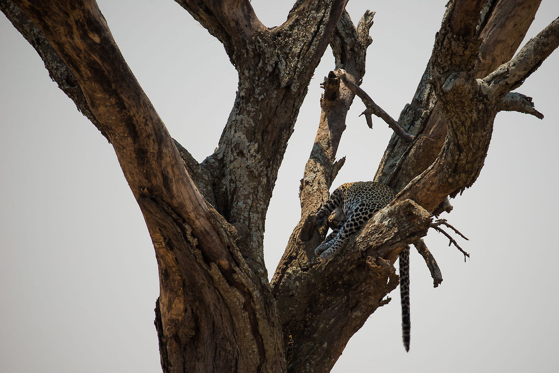 Lazy Leopard sleeping in tree, Serengeti, Tanzania Our first ever Leopard spotting. It's not a great spotting in terms of distance and the position of the leopard, but it put a smile on our face anyways. Note the complicated sleeping position, similar to how house cats twist themselves into strange corners. Africa,Leopard,Panthera pardus,Serengeti Central,Serengeti National Park,Serengeti area,Tanzania