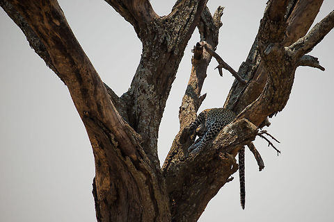 Lazy Leopard sleeping in tree, Serengeti, Tanzania Our first ever Leopard spotting. It's not a great spotting in terms of distance and the position of the leopard, but it put a smile on our face anyways. Note the complicated sleeping position, similar to how house cats twist themselves into strange corners. Africa,Leopard,Panthera pardus,Serengeti Central,Serengeti National Park,Serengeti area,Tanzania