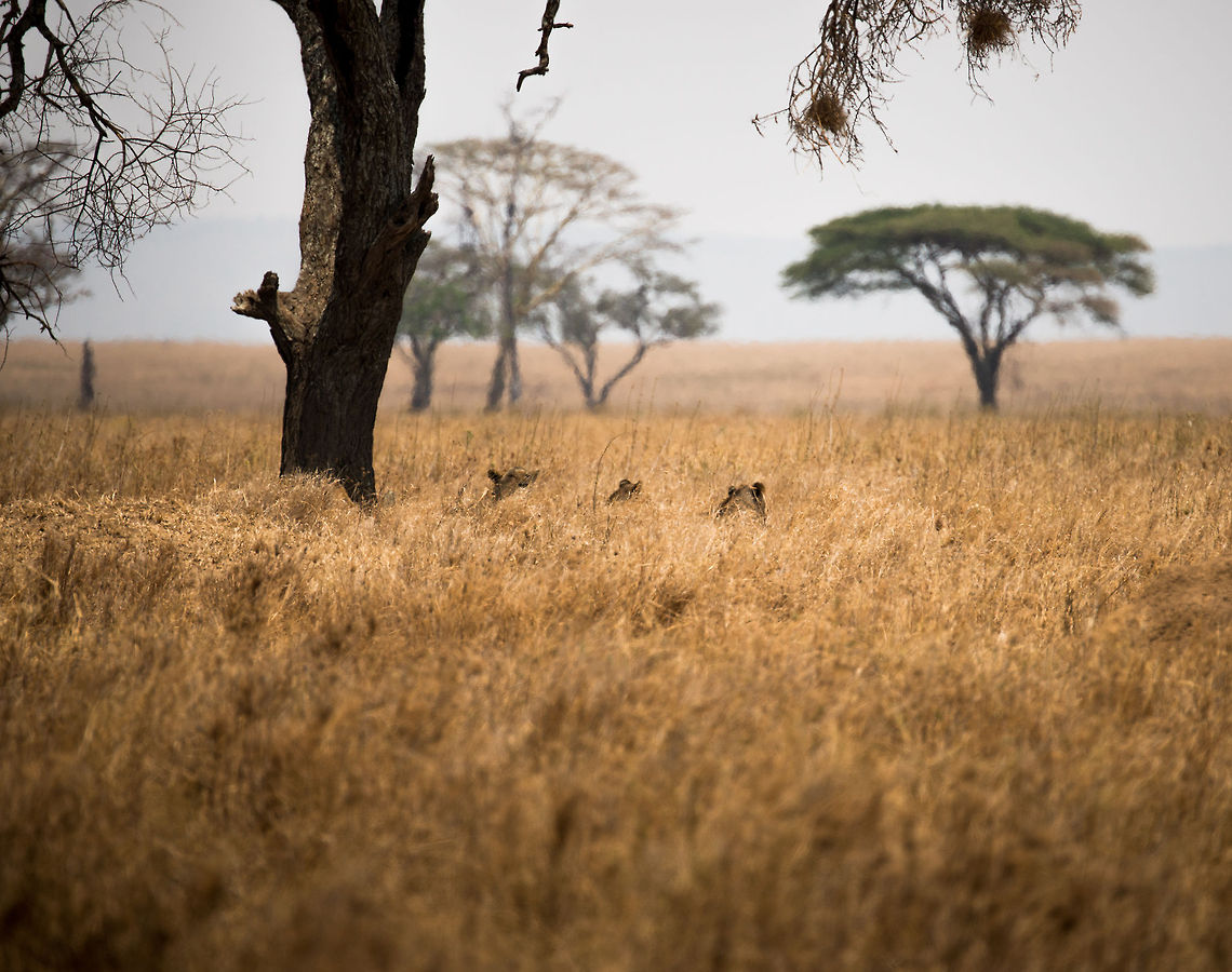 Serengeti dangerous grasses Despite the Serengeti being very flat overall, only a few inches of grass is needed to hide some serious predators, such as these 3 lions. And they weren't even hiding. Africa,Lion,Panthera leo,Serengeti Central,Serengeti National Park,Serengeti area,Tanzania