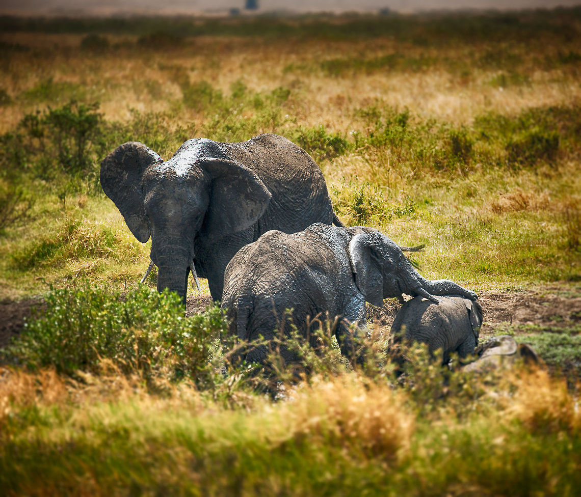 African Bush Elephant family after a mud bath, Serengeti, Tanzania  Africa,African bush elephant,Loxodonta africana,Serengeti Central,Serengeti National Park,Serengeti area,Tanzania