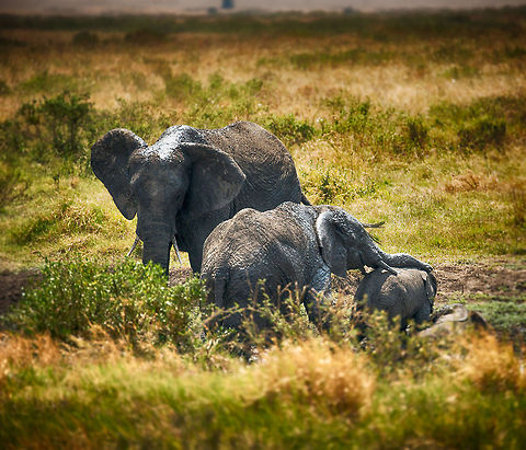 African Bush Elephant family after a mud bath, Serengeti, Tanzania  Africa,African bush elephant,Loxodonta africana,Serengeti Central,Serengeti National Park,Serengeti area,Tanzania