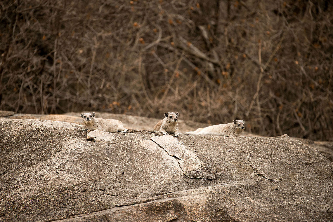 Three Rock Hyraxes, Serengeti, Tanzania We just arrived at our camp in the middle of the bush in Central Serengeti. Right behind our tent was a &quot;kopje&quot; with these Rock Hyrax on the lookout. I had no idea what they were, but we&#039;ve seen them a lot in the days to come. They&#039;re amusing to watch, very active and vocal. Fun fact: the closest living relative is the elephant. Africa,Procavia capensis,Rock hyrax,Serengeti Central,Serengeti National Park,Serengeti area,Tanzania