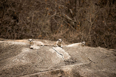 Three Rock Hyraxes, Serengeti, Tanzania We just arrived at our camp in the middle of the bush in Central Serengeti. Right behind our tent was a "kopje" with these Rock Hyrax on the lookout. I had no idea what they were, but we've seen them a lot in the days to come. They're amusing to watch, very active and vocal. Fun fact: the closest living relative is the elephant. Africa,Procavia capensis,Rock hyrax,Serengeti Central,Serengeti National Park,Serengeti area,Tanzania