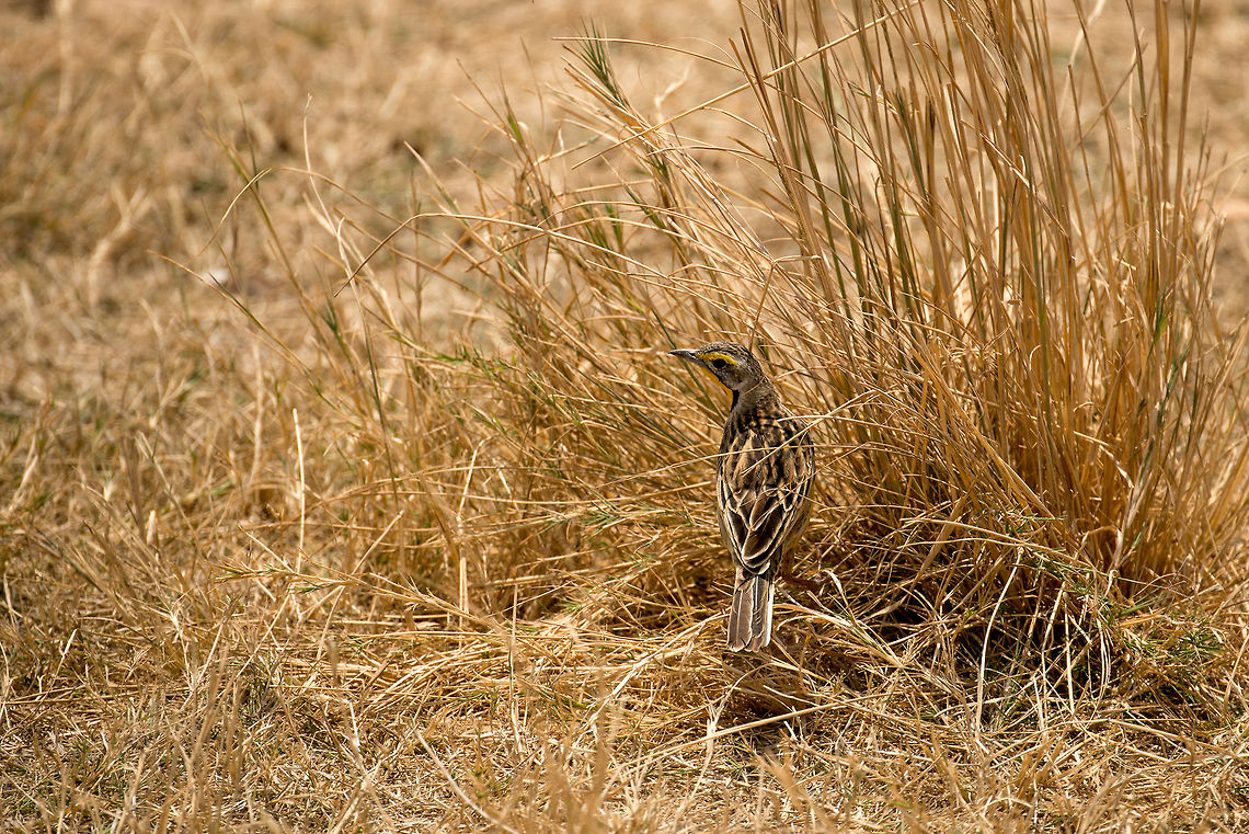Yellow-throated Longclaw in Serengeti grass  Africa,Macronyx croceus,Serengeti Central,Serengeti National Park,Serengeti area,Tanzania,Yellow-throated Longclaw