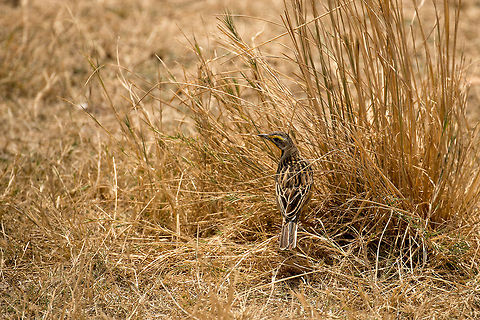 Yellow-throated Longclaw in Serengeti grass  Africa,Macronyx croceus,Serengeti Central,Serengeti National Park,Serengeti area,Tanzania,Yellow-throated Longclaw