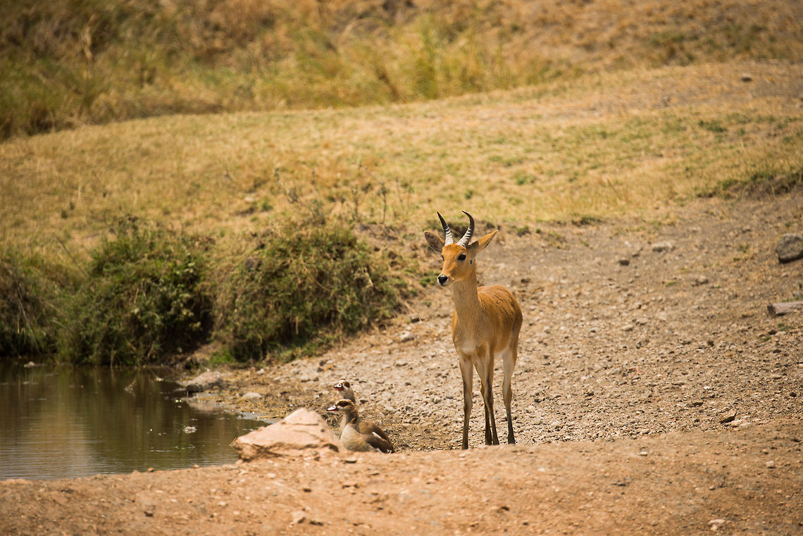 Oribi (small antelope) in Serengeti, Tanzania This is our only spotting of an Oribi during our Tanzania trip, it&#039;s quite a beautiful small antelope. This one is accompanied with a few Egyptian Geese. Africa,Oribi,Ourebia ourebi,Serengeti Central,Serengeti National Park,Serengeti area,Tanzania
