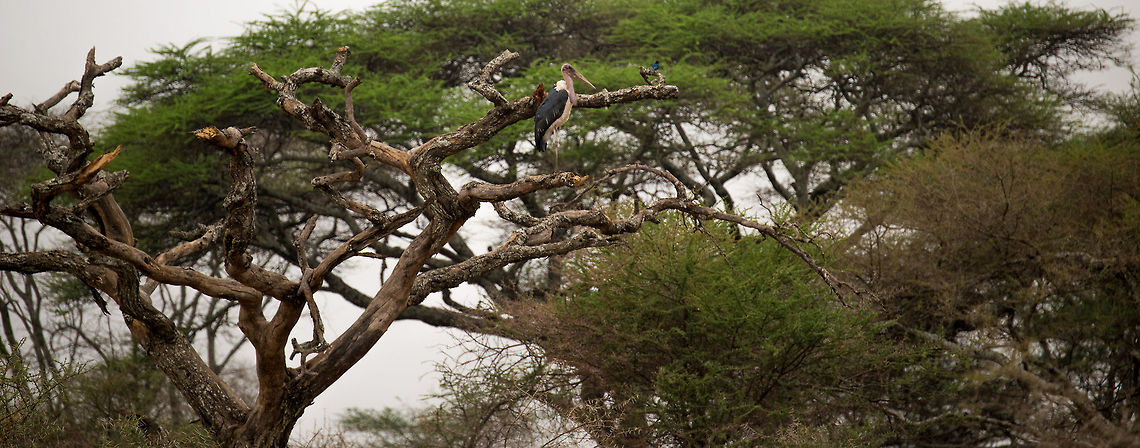 Marabou Stork in Acacia Tree, Serengeti, Tanzania Marabou Storks commonly feed together with vultures, therefore those are likely nearby. Africa,Leptoptilos crumeniferus,Marabou Stork,Serengeti Central,Serengeti National Park,Serengeti area,Tanzania