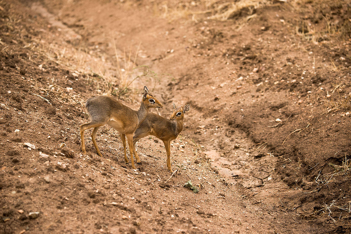 Careful steps A mother and young Kirk&#039;s dik-dik navigate the Serengeti plains on high alert. They are a favorite snack of the master of stealth, the Leopard. Africa,Kirks dik-dik,Madoqua kirkii,Serengeti Central,Serengeti National Park,Serengeti area,Tanzania
