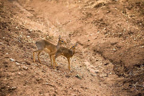 Careful steps A mother and young Kirk's dik-dik navigate the Serengeti plains on high alert. They are a favorite snack of the master of stealth, the Leopard. Africa,Kirks dik-dik,Madoqua kirkii,Serengeti Central,Serengeti National Park,Serengeti area,Tanzania