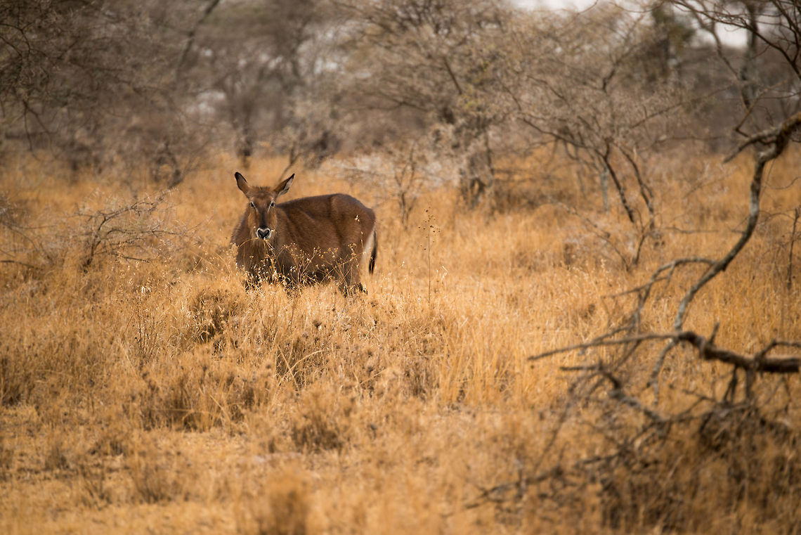 Waterbuck in Serengeti, Tanzania  Africa,Kobus ellipsiprymnus,Serengeti Central,Serengeti National Park,Serengeti area,Tanzania,Waterbuck