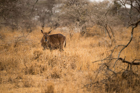 Waterbuck in Serengeti, Tanzania  Africa,Kobus ellipsiprymnus,Serengeti Central,Serengeti National Park,Serengeti area,Tanzania,Waterbuck