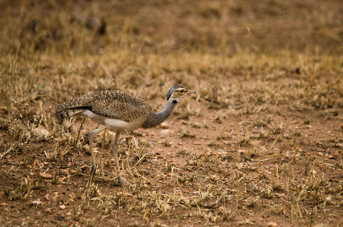 White-bellied Bustard, Serengeti, Tanzania  Africa,Eupodotis senegalensis,Serengeti Central,Serengeti National Park,Serengeti area,Tanzania,White-bellied Bustard