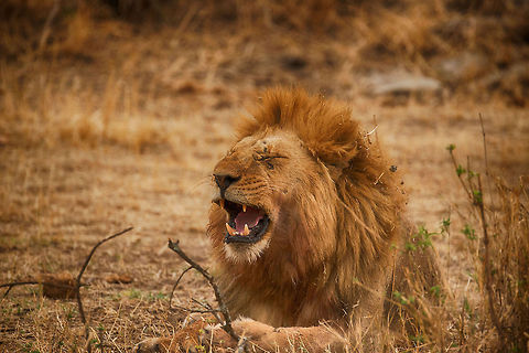 Male Lion yawning after big meal, Serengeti, Tanzania  Africa,Lion,Panthera leo,Serengeti Central,Serengeti National Park,Serengeti area,Tanzania