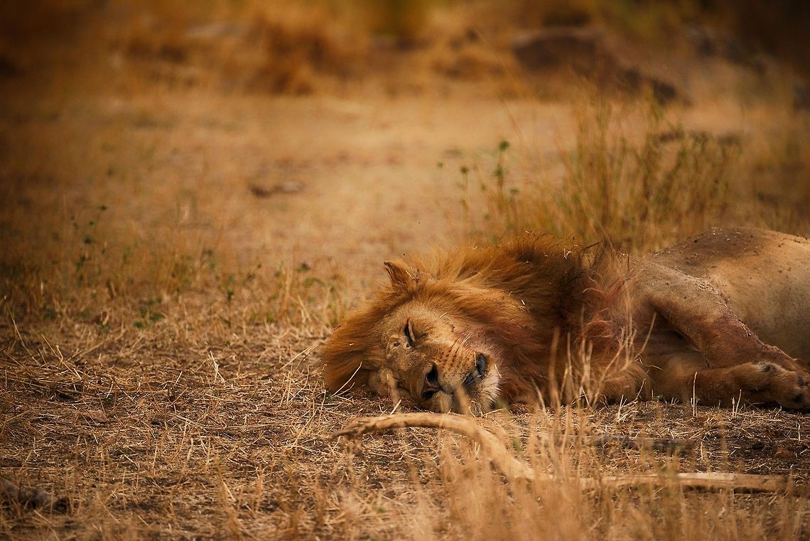 Male Lion after lunch dip, Serengeti, Tanzania Male Lion sleeping after a very heavy meal. Africa,Lion,Panthera leo,Serengeti Central,Serengeti National Park,Serengeti area,Tanzania