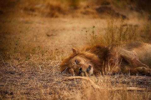 Male Lion after lunch dip, Serengeti, Tanzania Male Lion sleeping after a very heavy meal. Africa,Lion,Panthera leo,Serengeti Central,Serengeti National Park,Serengeti area,Tanzania