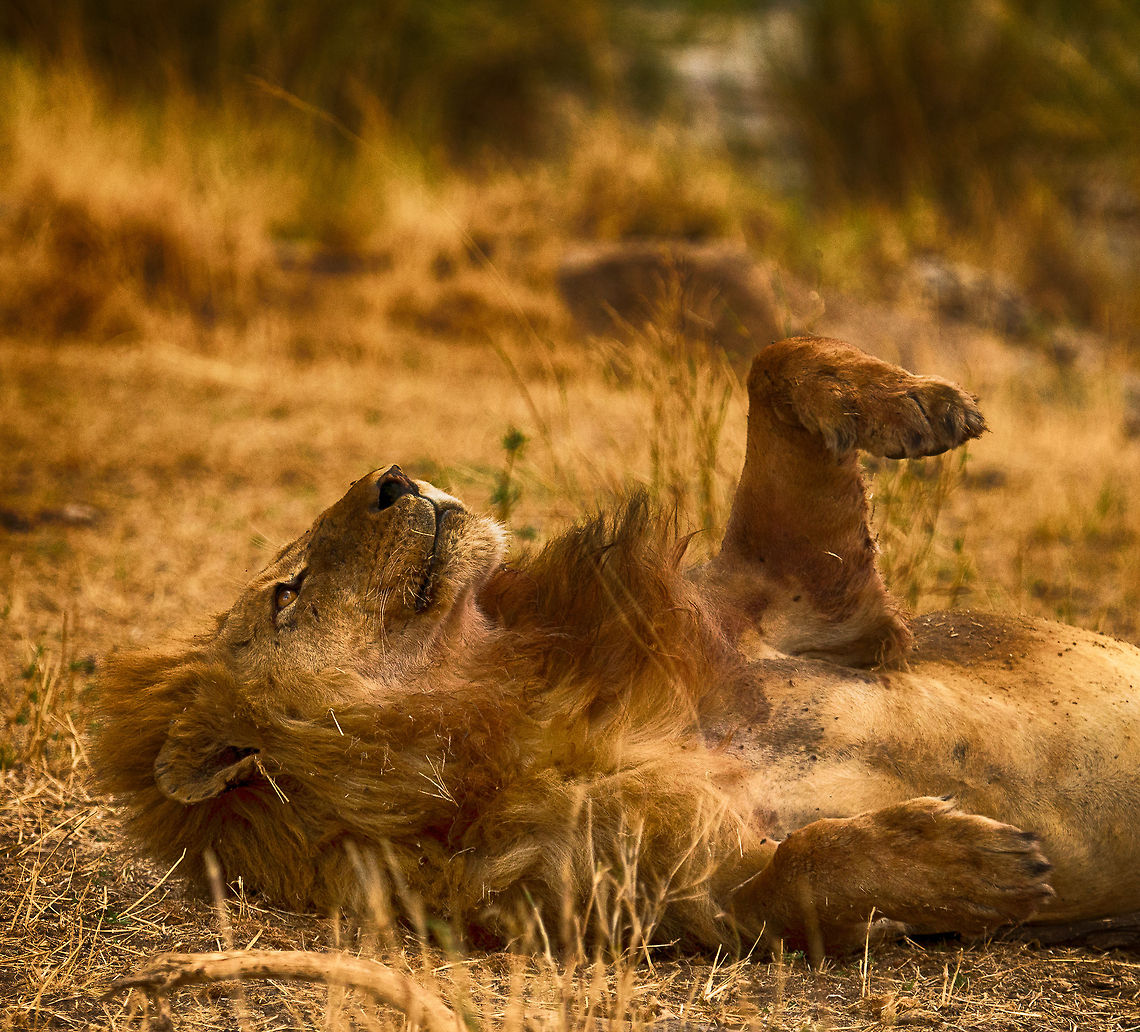 Male Lion requesting belly rub, Serengeti, Tanzania Really, aren&#039;t all cats the same? Africa,Lion,Panthera leo,Serengeti Central,Serengeti National Park,Serengeti area,Tanzania